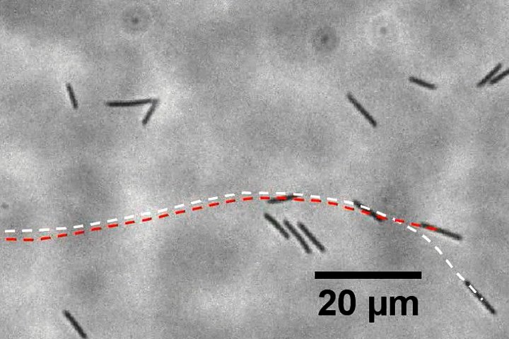 Cohesive swimming in 2D confinement